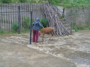 Old host mom trying to convince baby cow to go inside.